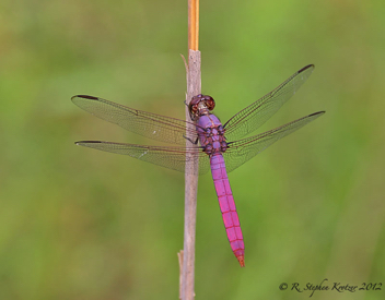 Orthemis ferruginea, male